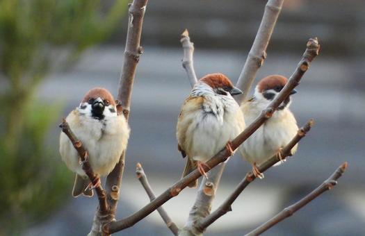 すずめ　鳥害被害